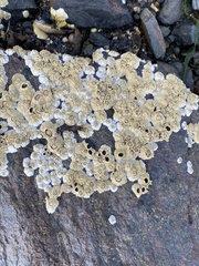 Semibalanus balanoides