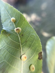 Caryomyia