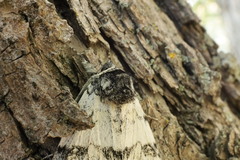 Catocala relicta