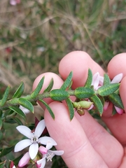 Philotheca buxifolia