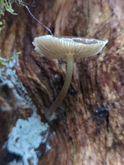 Mycena maculata