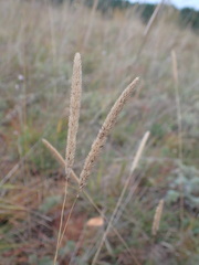 Phleum phleoides