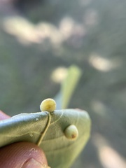 Caryomyia