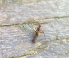 Acromyrmex octospinosus