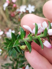 Philotheca buxifolia
