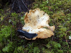 Russula brevipes