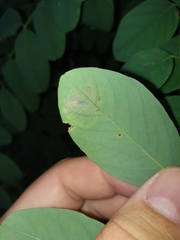 Chrysaster ostensackenella