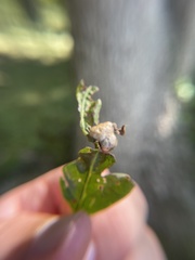 Neuroterus quercusirregularis