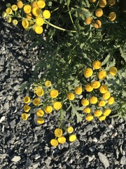 Tanacetum