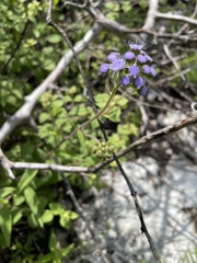 Ageratum corymbosum