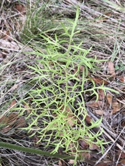 Psacalium decompositum
