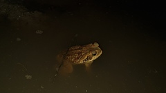 Rhinella diptycha