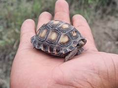 Gopherus berlandieri