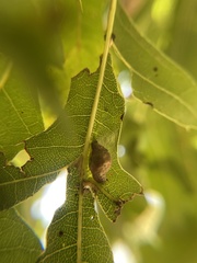 Macrodiplosis majalis