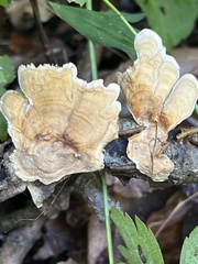 Stereum subtomentosum