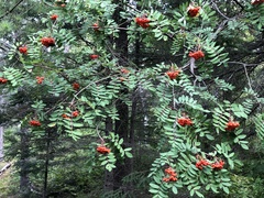 Sorbus decora