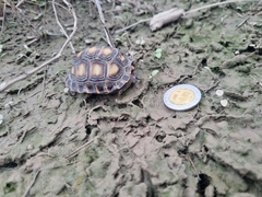 Gopherus berlandieri