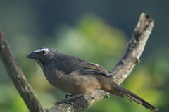 Saltator grandis