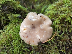 Lactarius kauffmanii