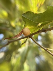 Philonix fulvicollis