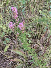 Lespedeza virginica