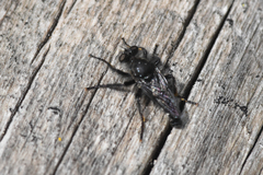 Cyrtopogon