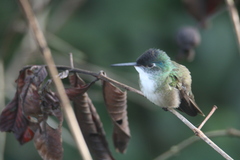 Saucerottia cyanocephala