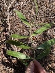 Asclepias viridiflora