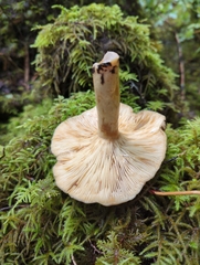 Lactarius kauffmanii