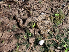 Thamnophis marcianus