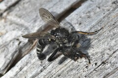 Cyrtopogon