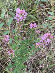 Lespedeza virginica