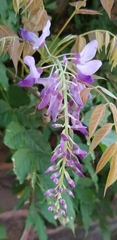 Wisteria floribunda
