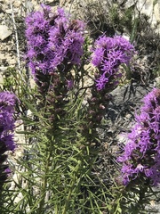 Liatris punctata