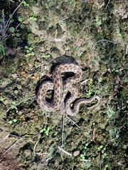 Thamnophis marcianus