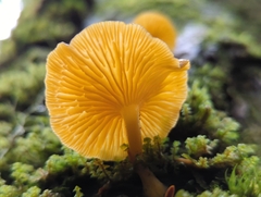 Chrysomphalina chrysophylla