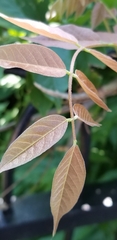 Wisteria floribunda