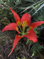 Lilium catesbaei