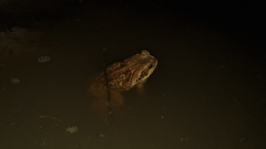 Rhinella diptycha