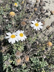 Anthemis cotula