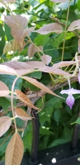 Wisteria floribunda