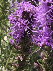 Liatris punctata