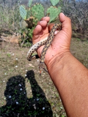 Thamnophis marcianus