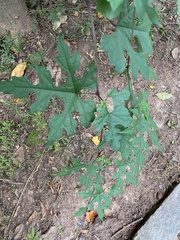 Ampelopsis