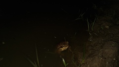 Rhinella diptycha