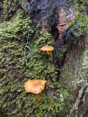 Chrysomphalina chrysophylla