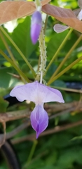 Wisteria floribunda