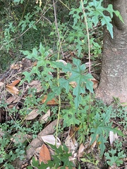 Ampelopsis
