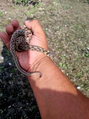 Thamnophis marcianus