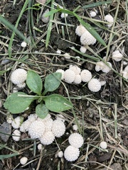 Lycoperdon curtisii